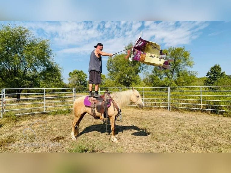 Arbeitspferd Stute 5 Jahre 142 cm Palomino in Ava, MO