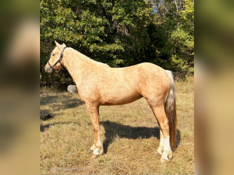 Arbeitspferd Stute 5 Jahre 142 cm Palomino in Ava, MO