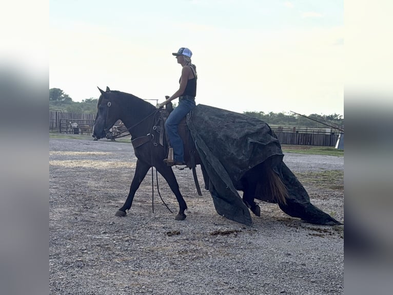 Arbeitspferd Stute 5 Jahre 150 cm Schimmel in Jacksboro