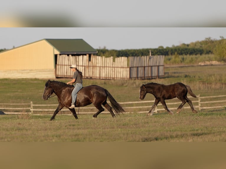 Arbeitspferd Mix Stute 5 Jahre 152 cm Rappe in Nevis
