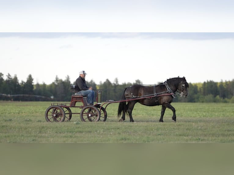Arbeitspferd Mix Stute 5 Jahre 152 cm Rappe in Nevis
