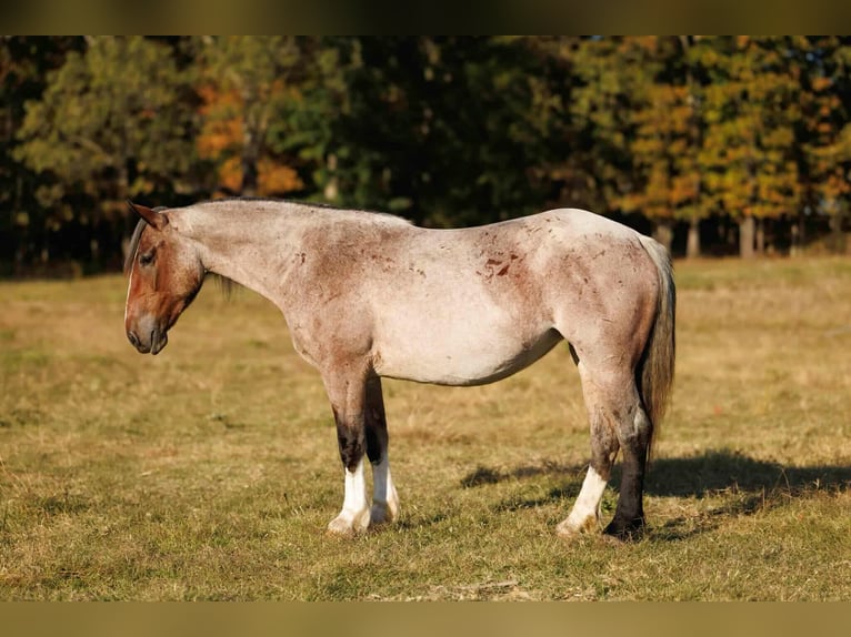 Arbeitspferd Mix Stute 5 Jahre 152 cm Roan-Bay in Quitman