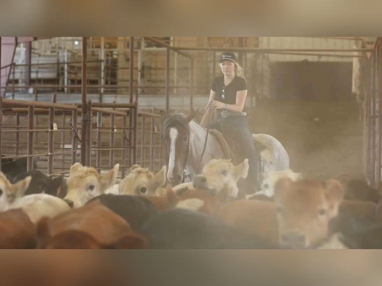 Arbeitspferd Mix Stute 5 Jahre 152 cm Roan-Bay in Quitman