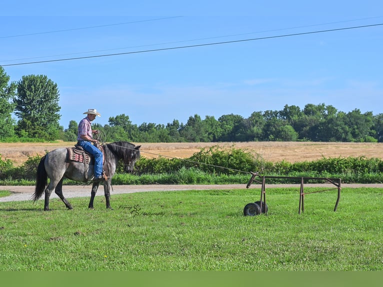 Arbeitspferd Mix Stute 5 Jahre 155 cm Roan-Blue in Harwood, MO