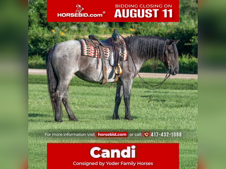 Arbeitspferd Mix Stute 5 Jahre 155 cm Roan-Blue in Harwood, MO