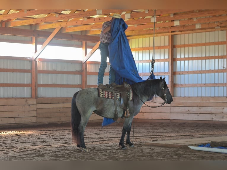 Arbeitspferd Mix Stute 5 Jahre 155 cm Roan-Blue in Harwood, MO