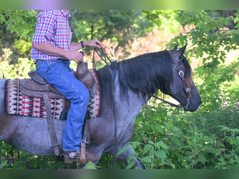 Arbeitspferd Mix Stute 5 Jahre 155 cm Roan-Blue in Harwood, MO