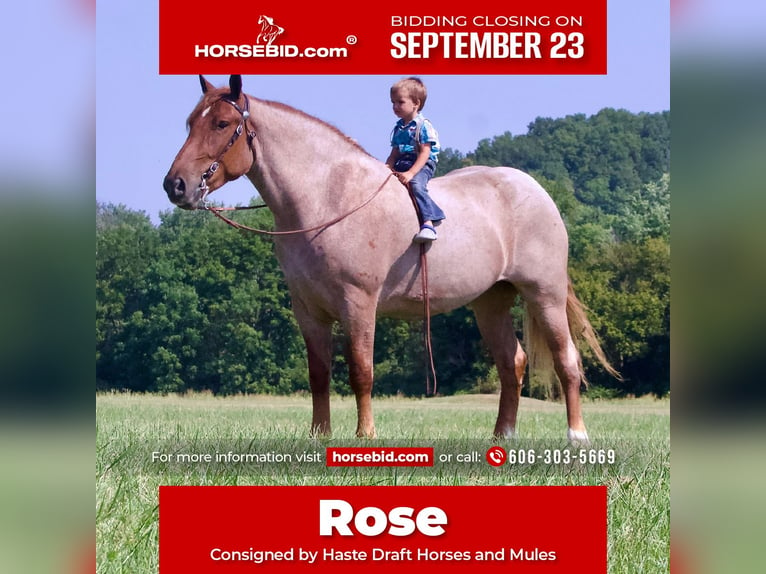 Arbeitspferd Stute 5 Jahre 155 cm Roan-Red in Liberty, KY