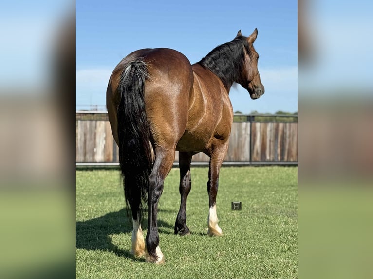 Arbeitspferd Stute 5 Jahre 157 cm Rotbrauner in Jacksboro, TX