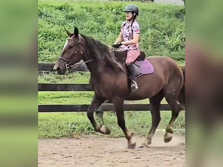 Arbeitspferd Stute 5 Jahre 163 cm Dunkelfuchs in Jeffersonton