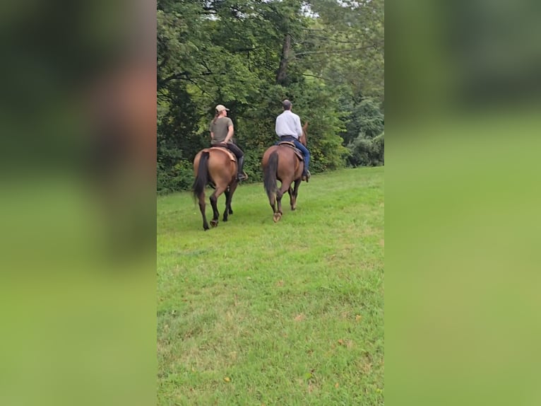 Arbeitspferd Stute 5 Jahre 163 cm Dunkelfuchs in Jeffersonton