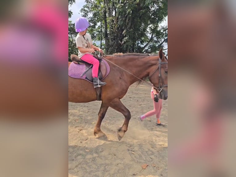 Arbeitspferd Stute 5 Jahre 163 cm Dunkelfuchs in Jeffersonton
