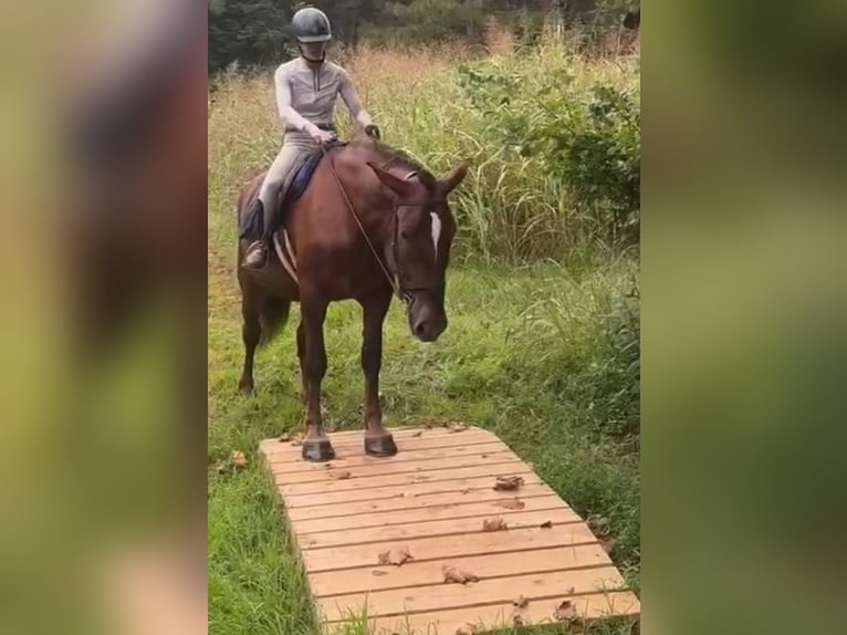 Arbeitspferd Stute 5 Jahre 163 cm Dunkelfuchs in Jeffersonton