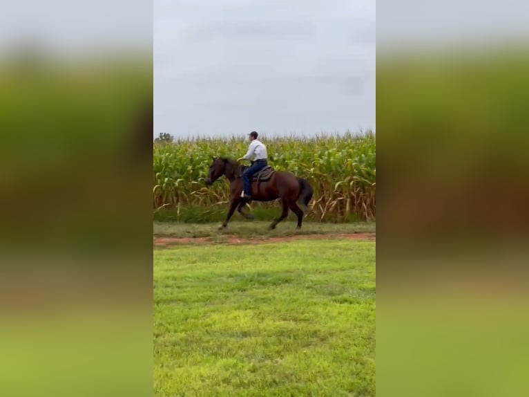 Arbeitspferd Stute 5 Jahre 163 cm Dunkelfuchs in Jeffersonton