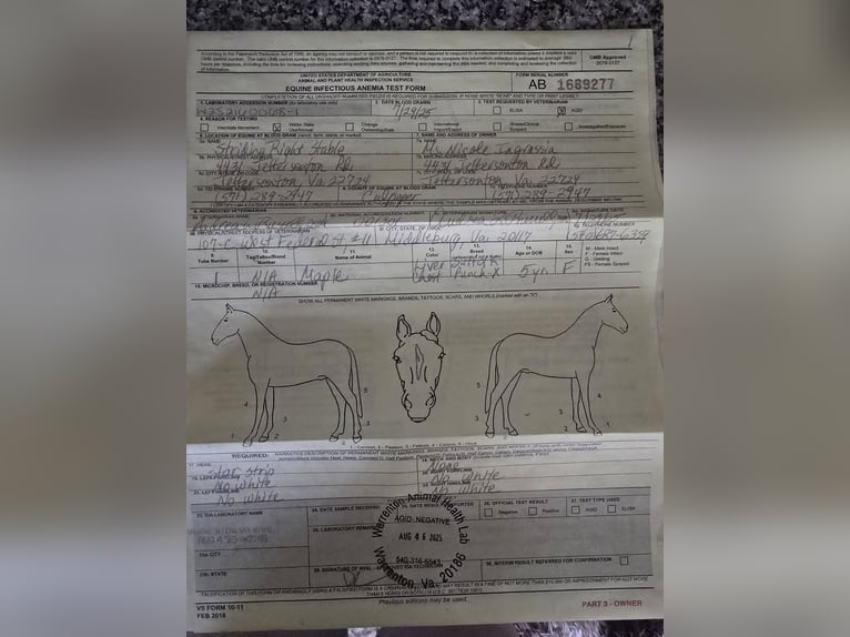 Arbeitspferd Stute 5 Jahre 163 cm Dunkelfuchs in Jeffersonton