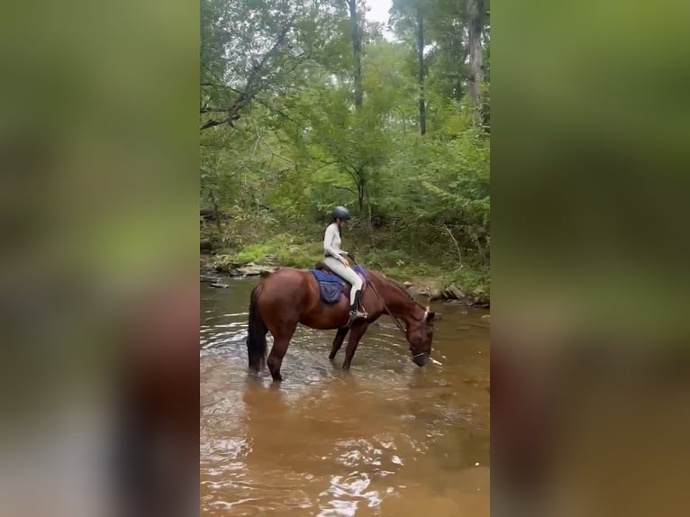 Arbeitspferd Stute 5 Jahre 163 cm Dunkelfuchs in Jeffersonton