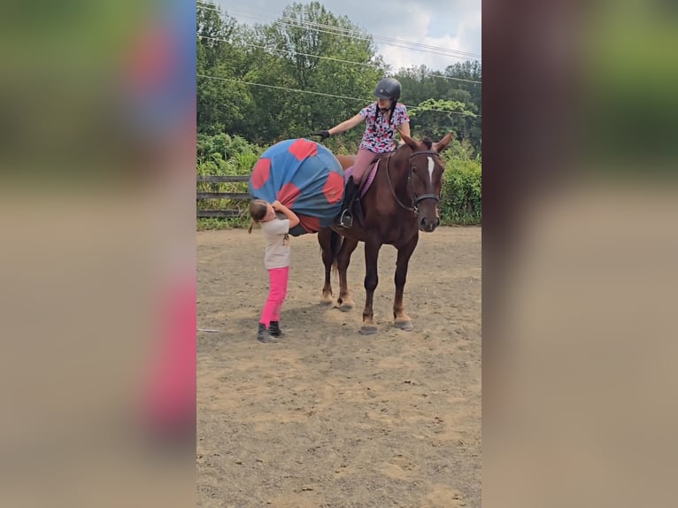 Arbeitspferd Stute 5 Jahre 163 cm Dunkelfuchs in Jeffersonton
