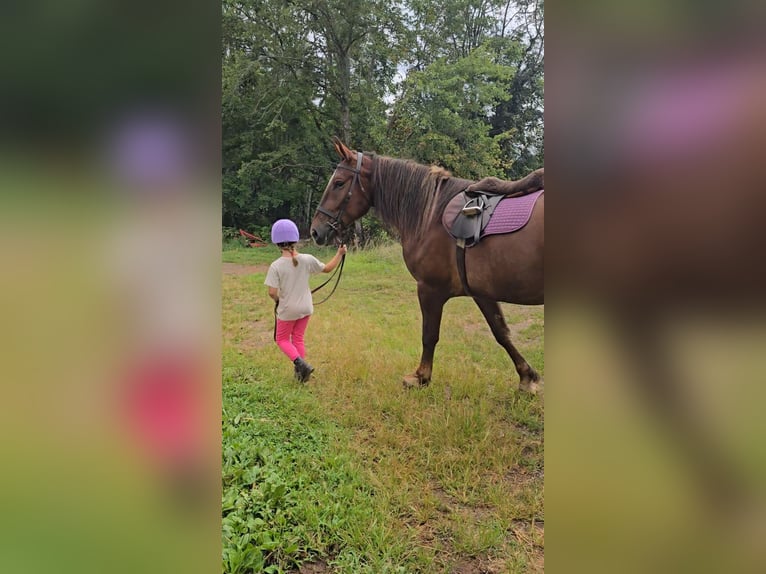Arbeitspferd Stute 5 Jahre 163 cm Dunkelfuchs in Jeffersonton