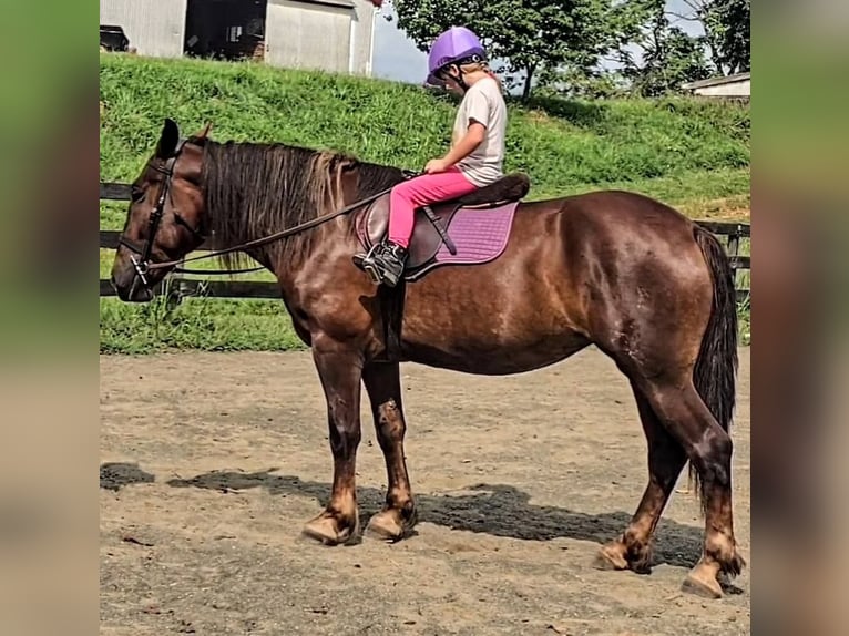 Arbeitspferd Stute 5 Jahre 163 cm Dunkelfuchs in Jeffersonton