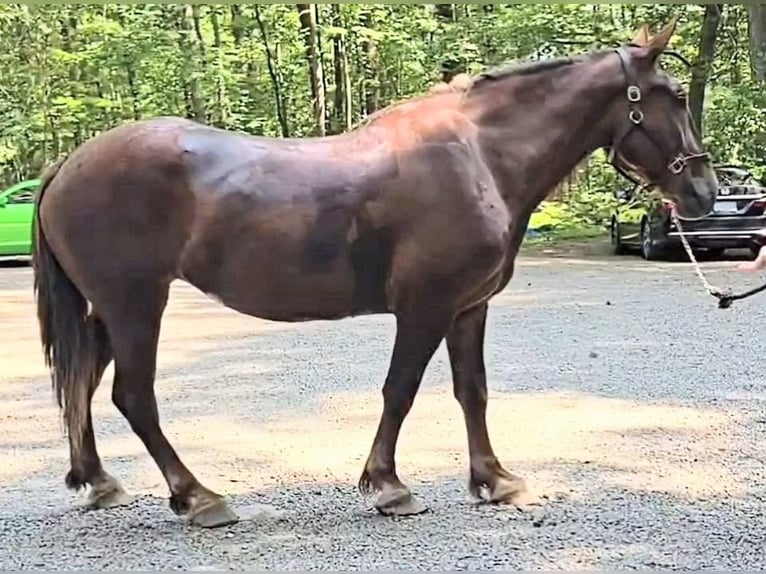 Arbeitspferd Stute 5 Jahre 163 cm Dunkelfuchs in Jeffersonton