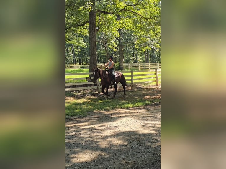 Arbeitspferd Stute 5 Jahre 163 cm Dunkelfuchs in Jeffersonton