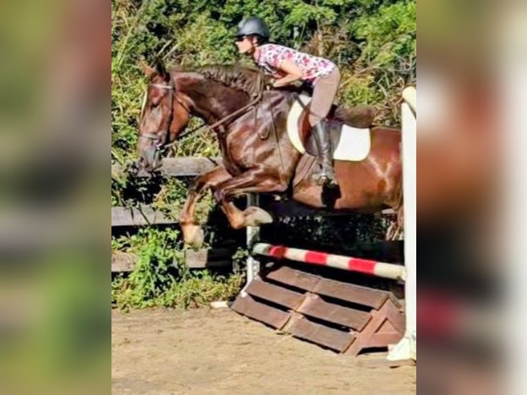 Arbeitspferd Stute 5 Jahre 163 cm Dunkelfuchs in Jeffersonton