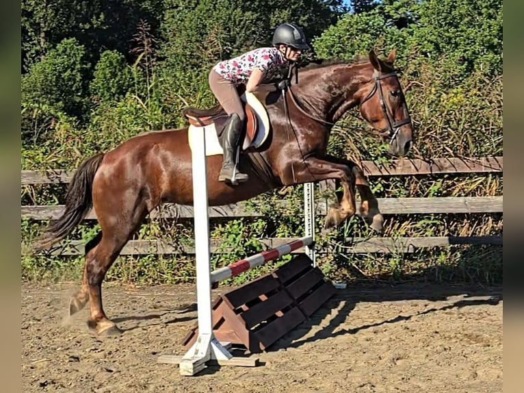 Arbeitspferd Stute 5 Jahre 163 cm Dunkelfuchs in Jeffersonton