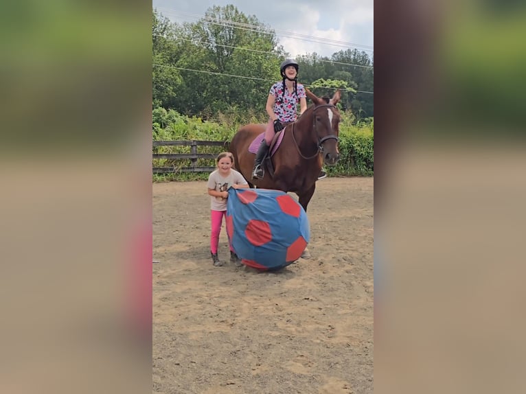 Arbeitspferd Stute 5 Jahre 163 cm Dunkelfuchs in Jeffersonton