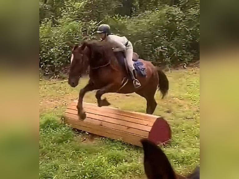 Arbeitspferd Stute 5 Jahre 163 cm Dunkelfuchs in Jeffersonton