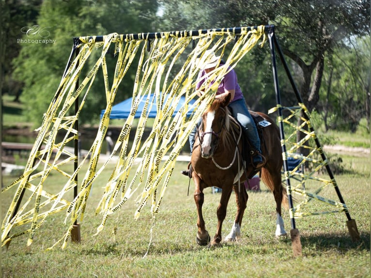 Arbeitspferd Mix Stute 5 Jahre 163 cm Rotfuchs in Weatherford, TX