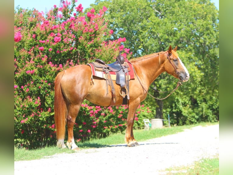 Arbeitspferd Mix Stute 5 Jahre 163 cm Rotfuchs in Weatherford, TX