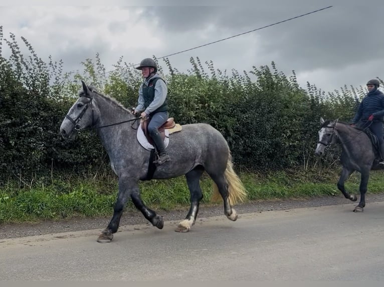 Arbeitspferd Stute 5 Jahre 168 cm Schimmel in Mountrath, Co. Laois