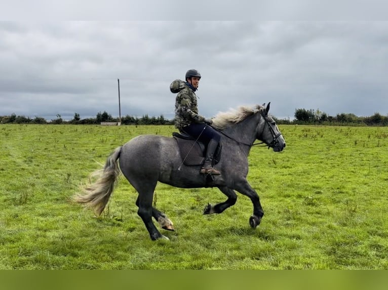 Arbeitspferd Stute 5 Jahre 168 cm Schimmel in Mountrath, Co. Laois
