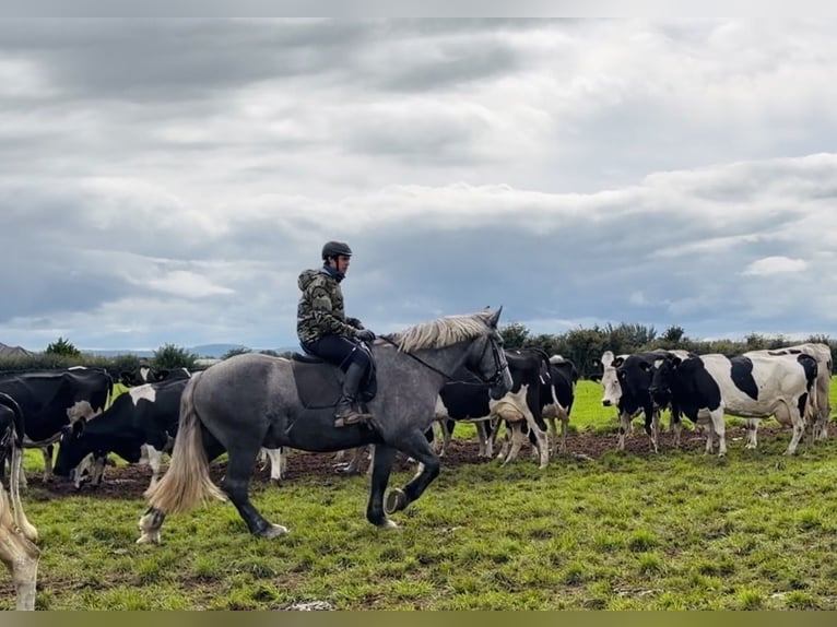 Arbeitspferd Stute 5 Jahre 168 cm Schimmel in Mountrath, Co. Laois
