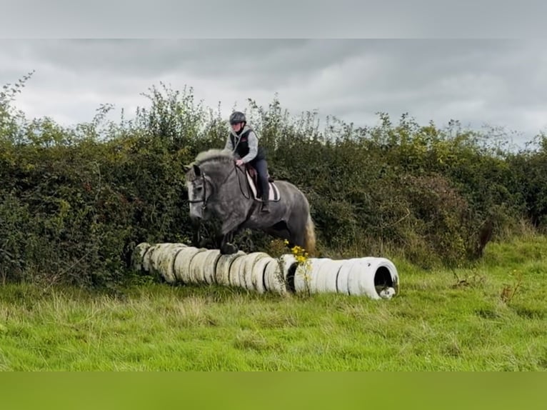 Arbeitspferd Stute 5 Jahre 168 cm Schimmel in Mountrath, Co. Laois