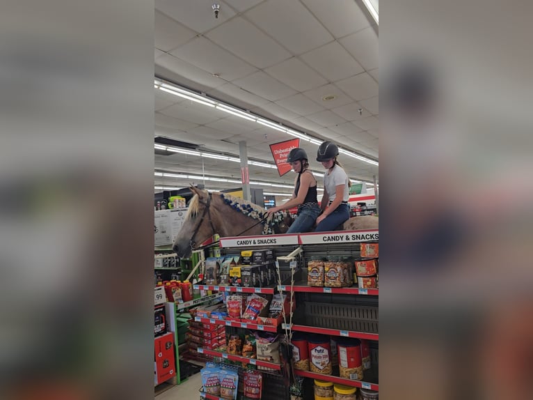 Arbeitspferd Stute 5 Jahre 173 cm Roan-Red in Jeffersonton