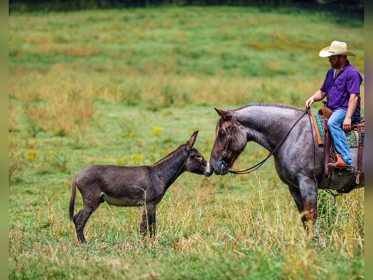 Arbeitspferd Mix Stute 5 Jahre Roan-Red in Santa Fe