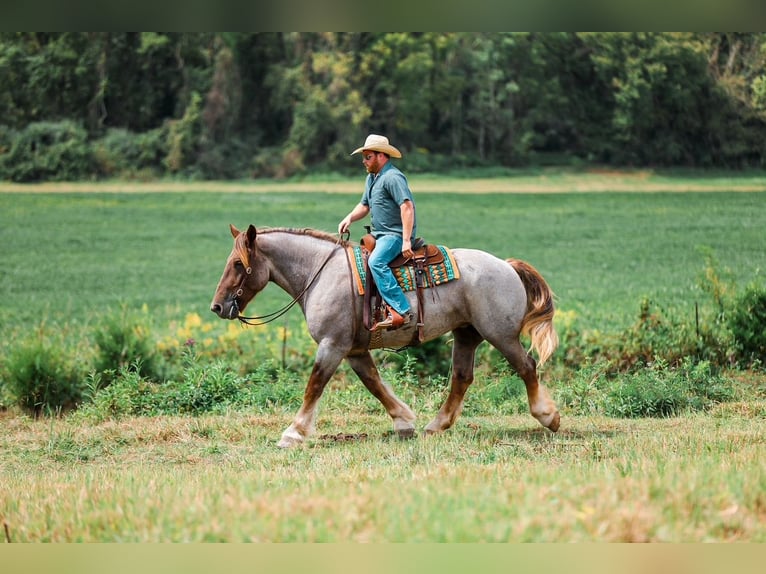 Arbeitspferd Mix Stute 5 Jahre Roan-Red in Santa Fe