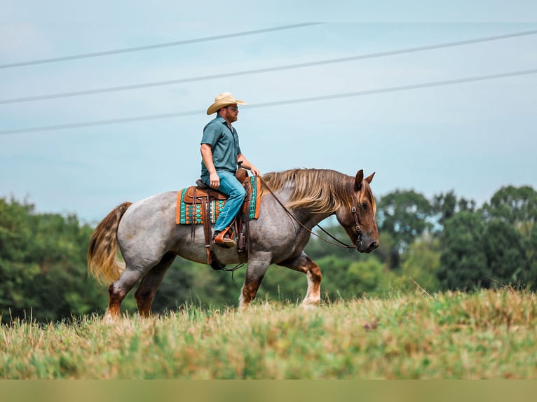 Arbeitspferd Mix Stute 5 Jahre Roan-Red in Santa Fe