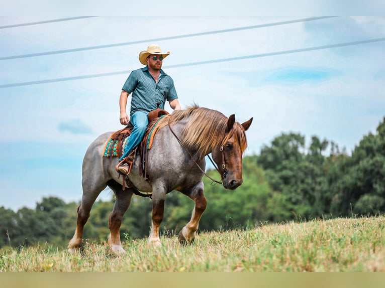 Arbeitspferd Mix Stute 5 Jahre Roan-Red in Santa Fe