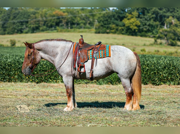 Arbeitspferd Mix Stute 5 Jahre Roan-Red in Santa Fe