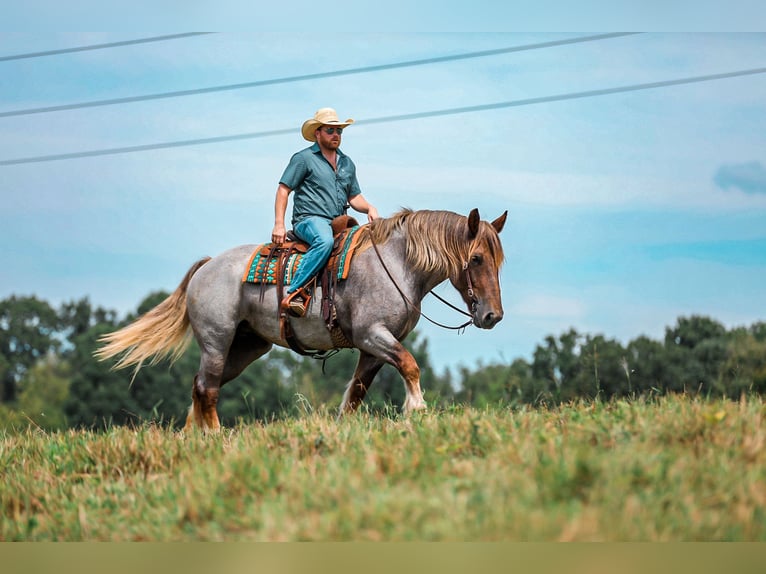 Arbeitspferd Mix Stute 5 Jahre Roan-Red in Santa Fe