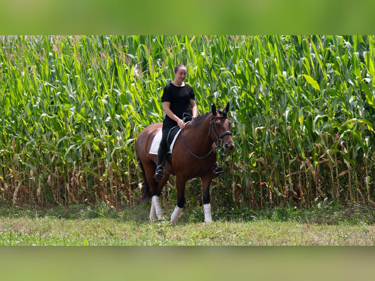 Arbeitspferd Mix Stute 5 Jahre Rotbrauner in Fredericksburg