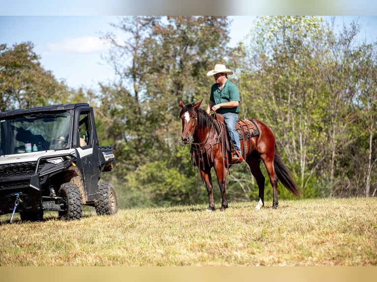 Arbeitspferd Mix Stute 5 Jahre Rotbrauner in Santa Fe