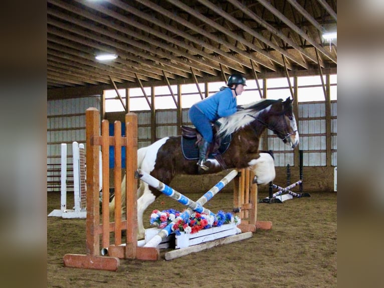 Arbeitspferd Stute 6 Jahre 142 cm Tobiano-alle-Farben in Highland MI