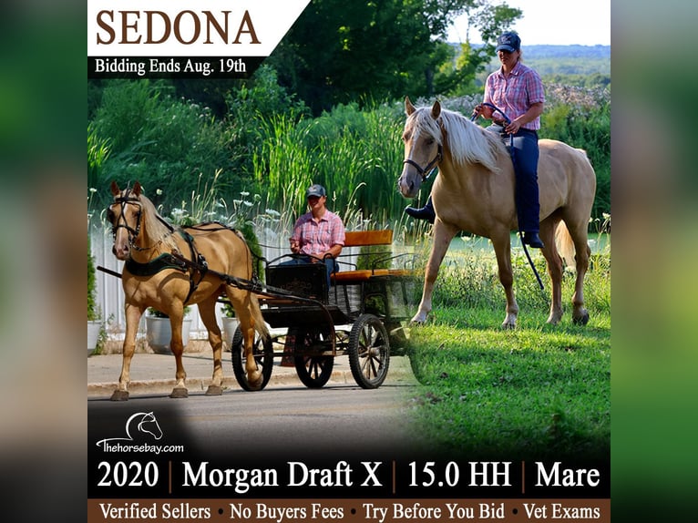 Arbeitspferd Mix Stute 6 Jahre 152 cm Palomino in Hesperia, MI