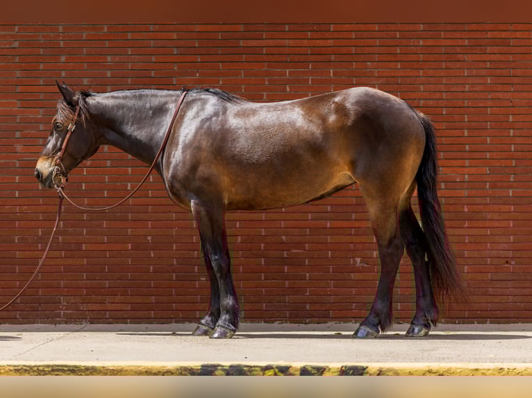 Arbeitspferd Stute 6 Jahre 152 cm Rotbrauner in Victoria