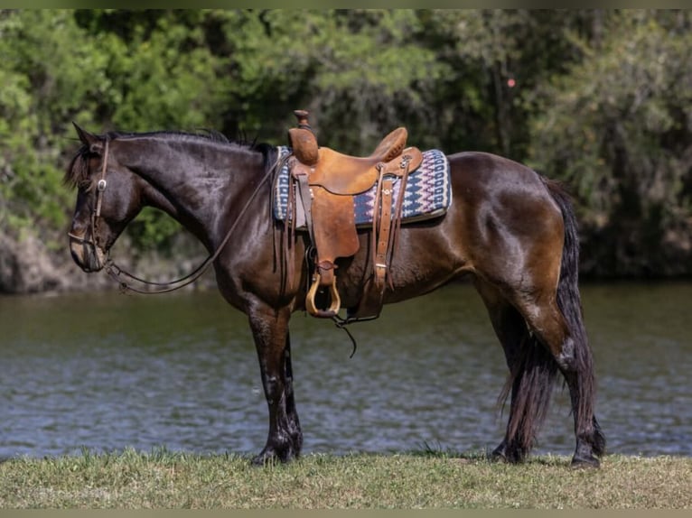 Arbeitspferd Stute 6 Jahre 152 cm Rotbrauner in Watsonville