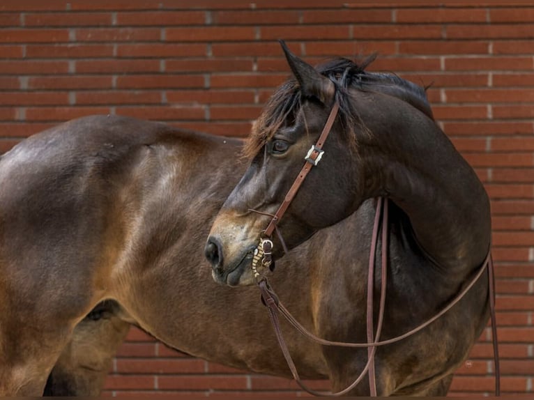 Arbeitspferd Stute 6 Jahre 152 cm Rotbrauner in Watsonville