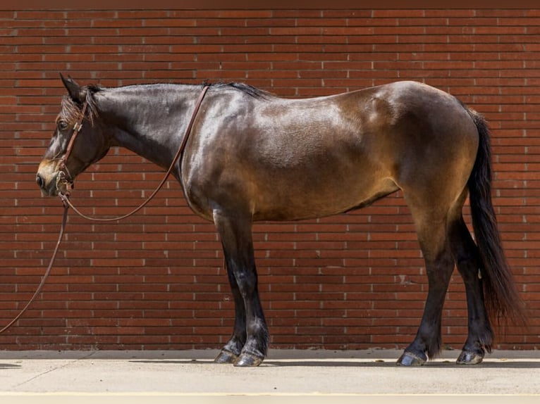 Arbeitspferd Stute 6 Jahre 152 cm Rotbrauner in Watsonville